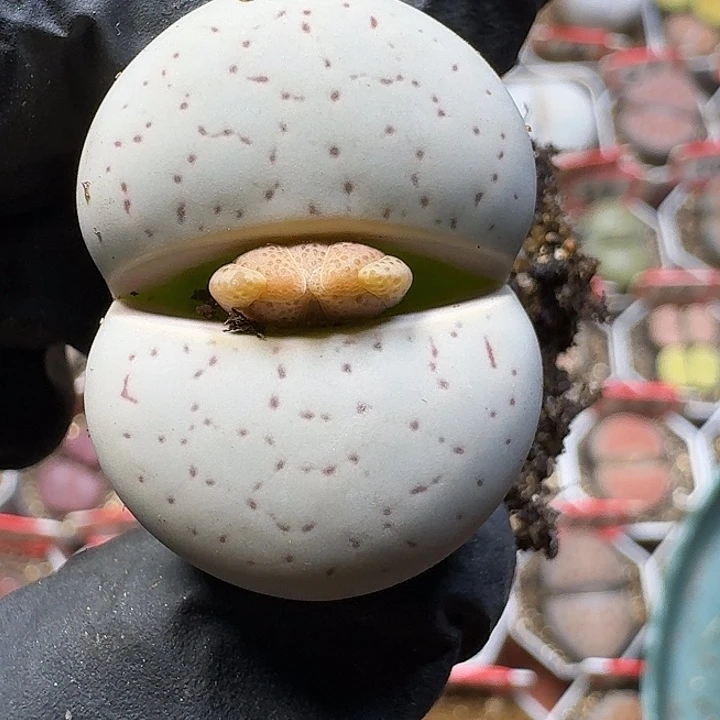 生石花111122。  151