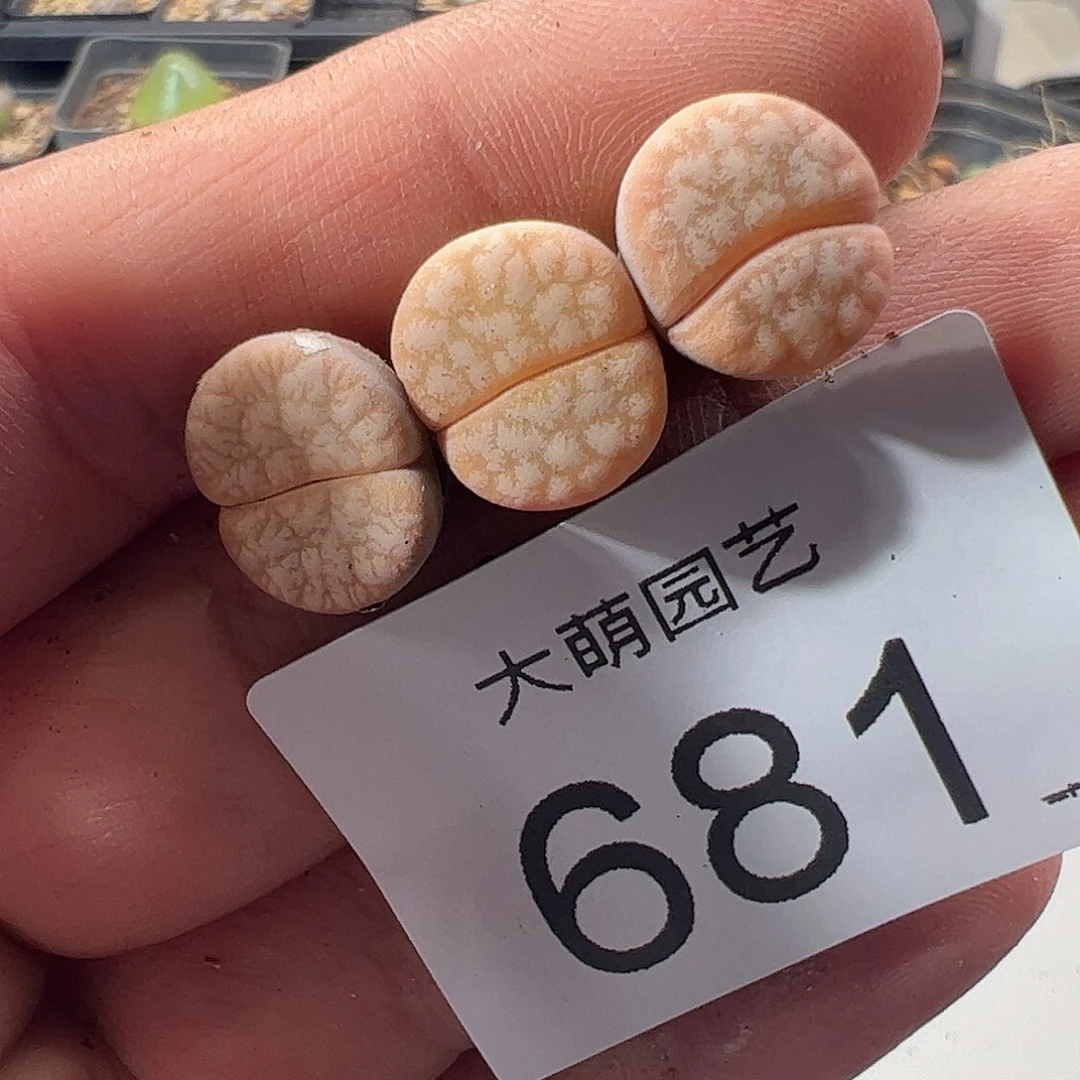 一物一拍脱土发。 681