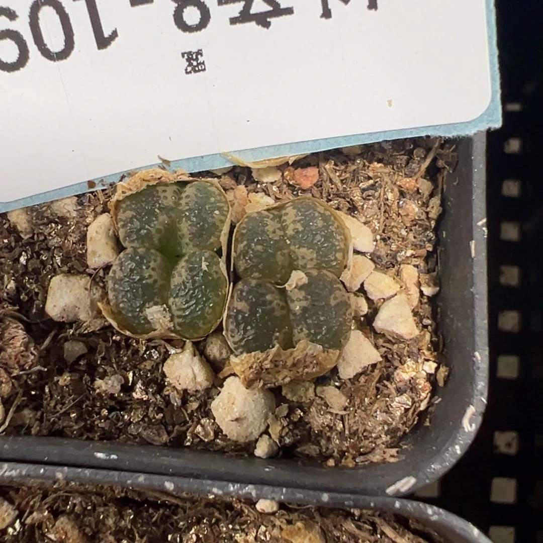 8-109肉锥多肉植物，