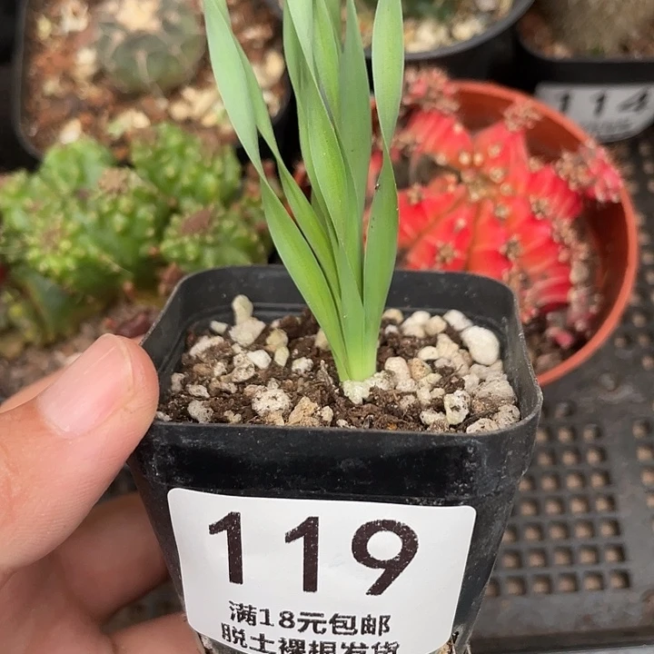 119弹簧草原盆土植物