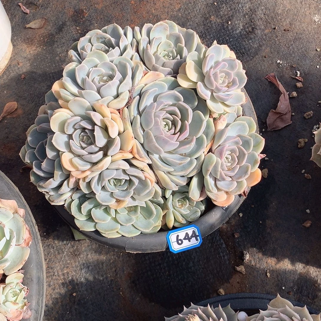 644汉堡 一物一拍多肉