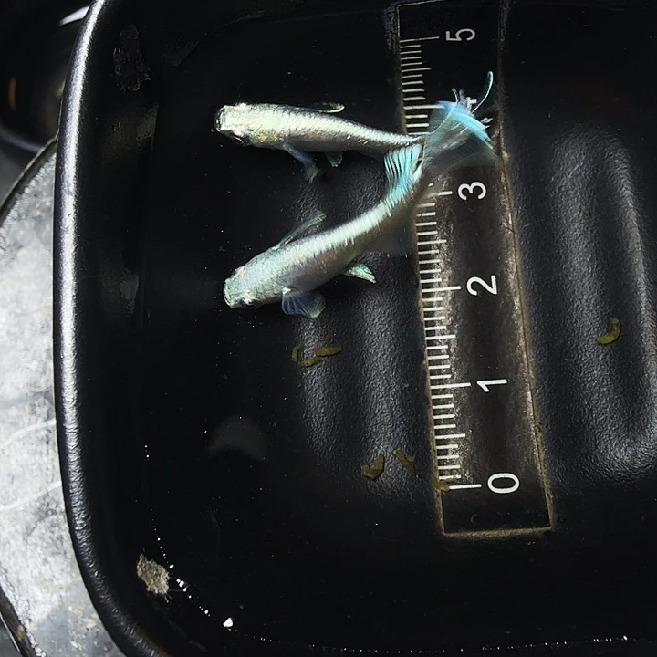 青鳉鱼51号拍品玛丽亚