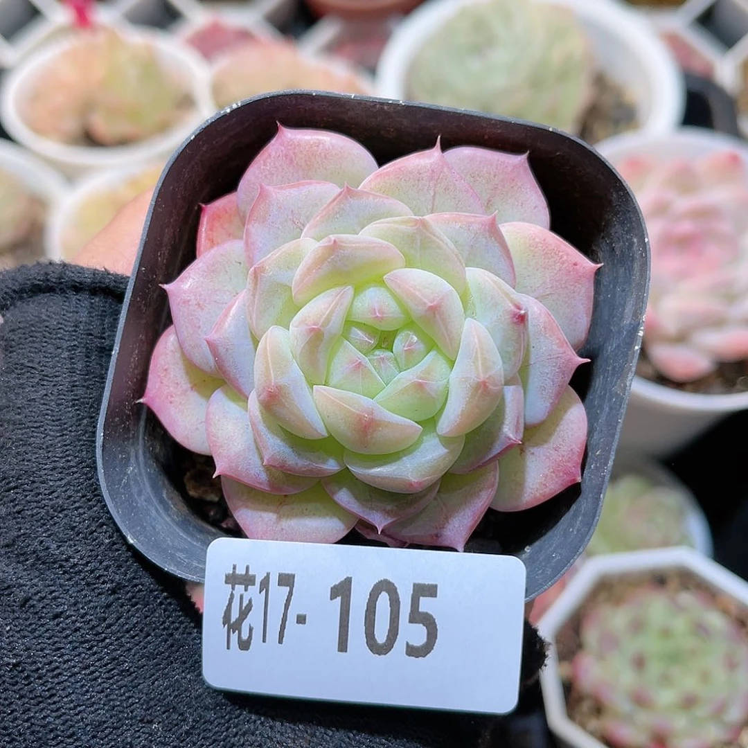 花17-105白桃汽水