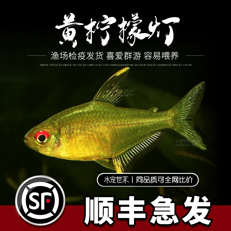 黄柠檬灯黄翅柠檬灯超级黄柠檬隆背柠檬灯热带草缸小型群游观赏鱼