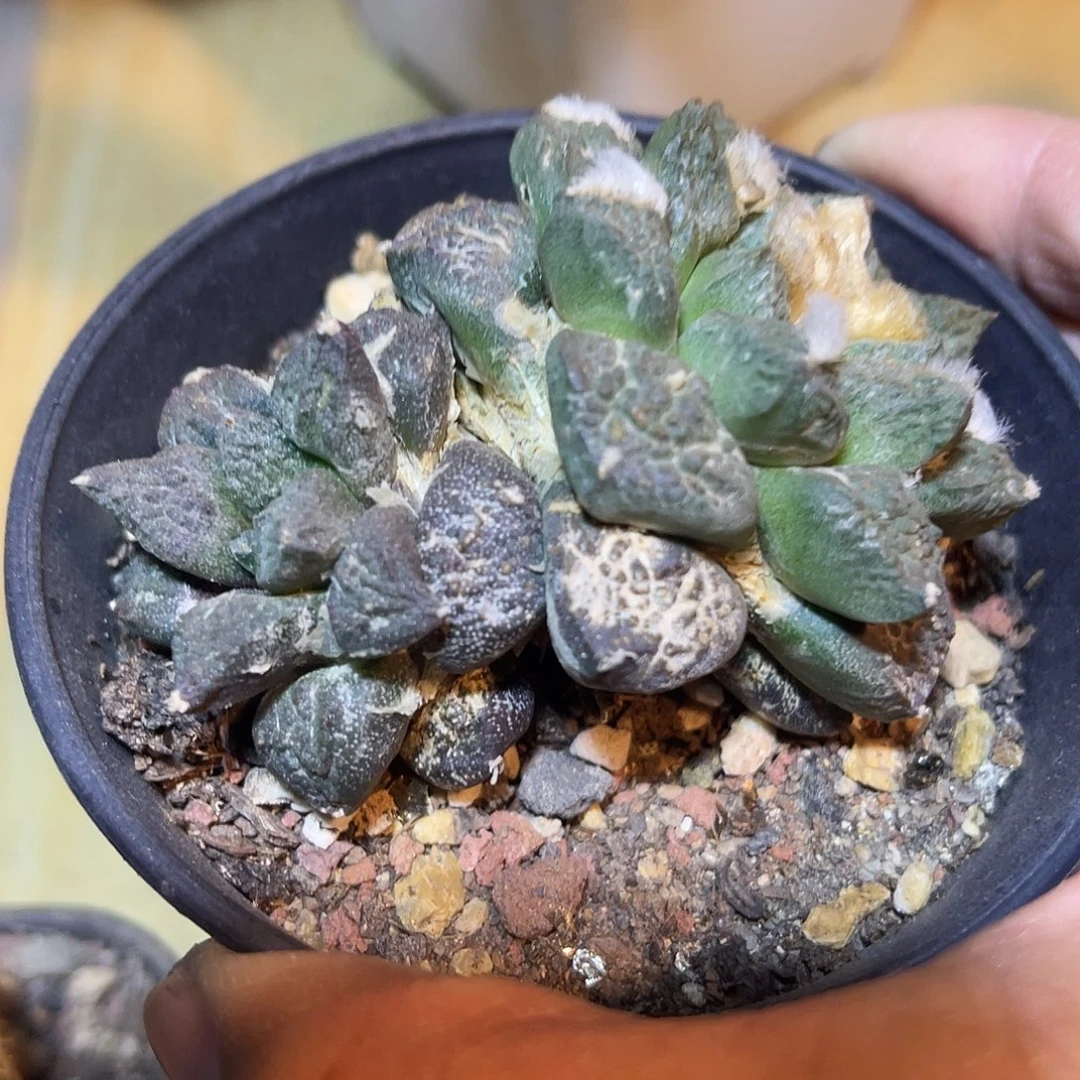 双头哥斯拉牡丹系列