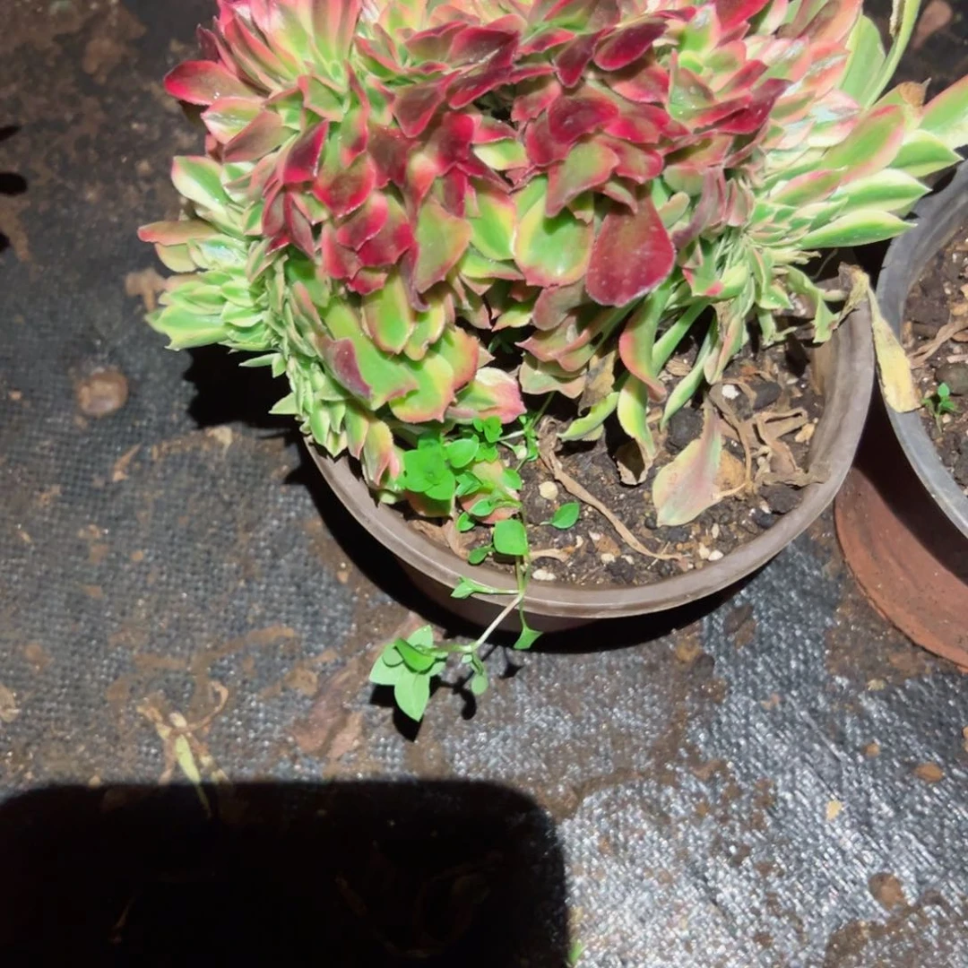 349 号多肉植物新年