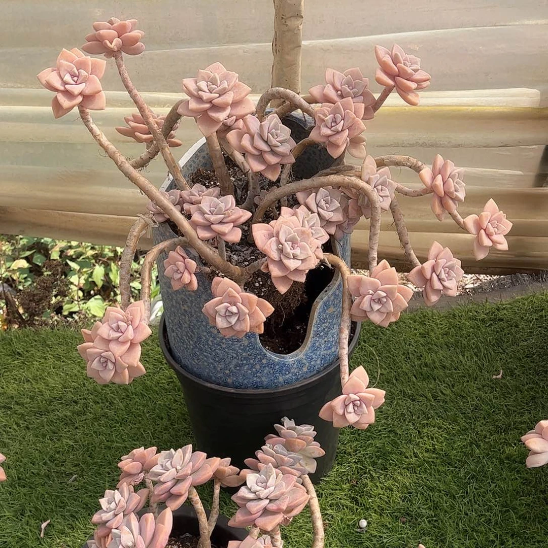 你***子杏美人多肉植物保护5