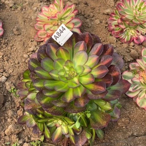 多肉植物倾城中斑