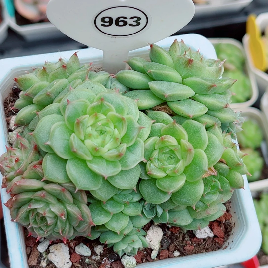 963号小脸珍妮麦秆群