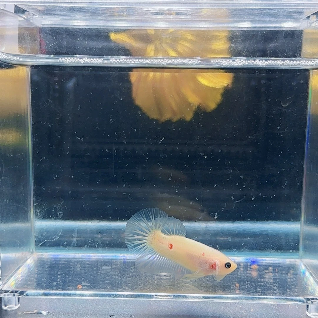 斗鱼活体观赏鱼好养耐活