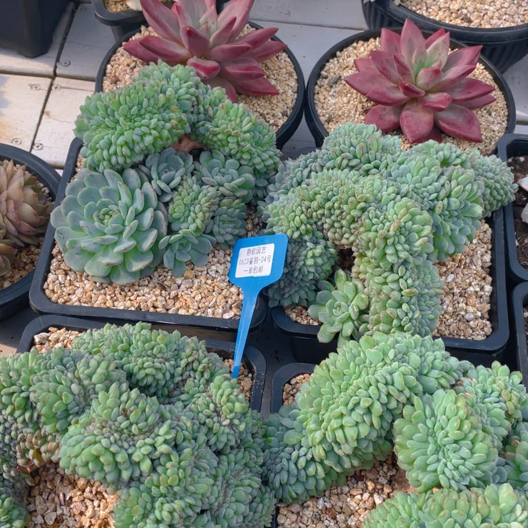 0623-24-精品母本白胖子缀化大群一颗量拍