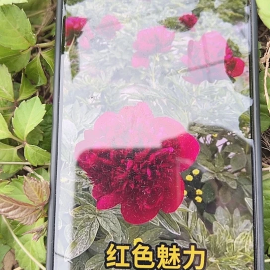 完全开放红色魅力莎拉粉丝