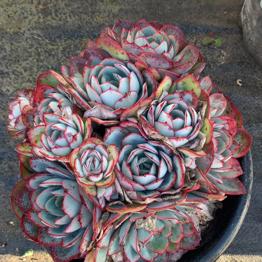 牡丹亭多肉一物一拍