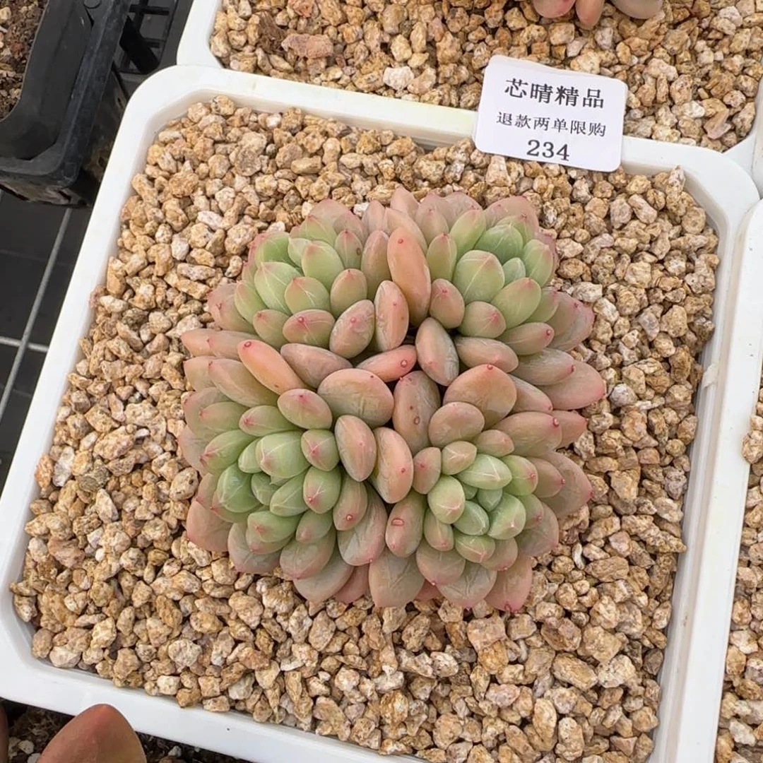 闪购精品多肉234号