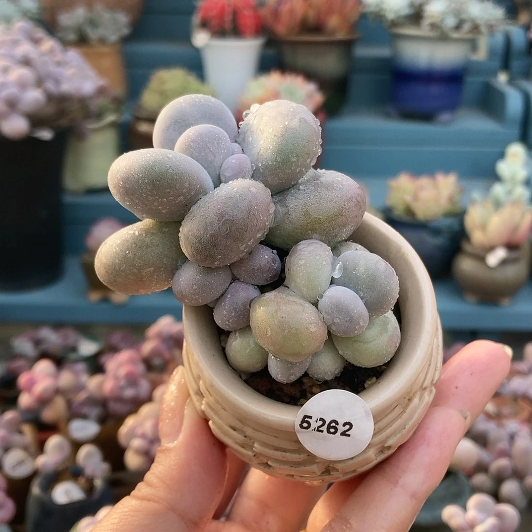 5262水光针奶酪带盆土