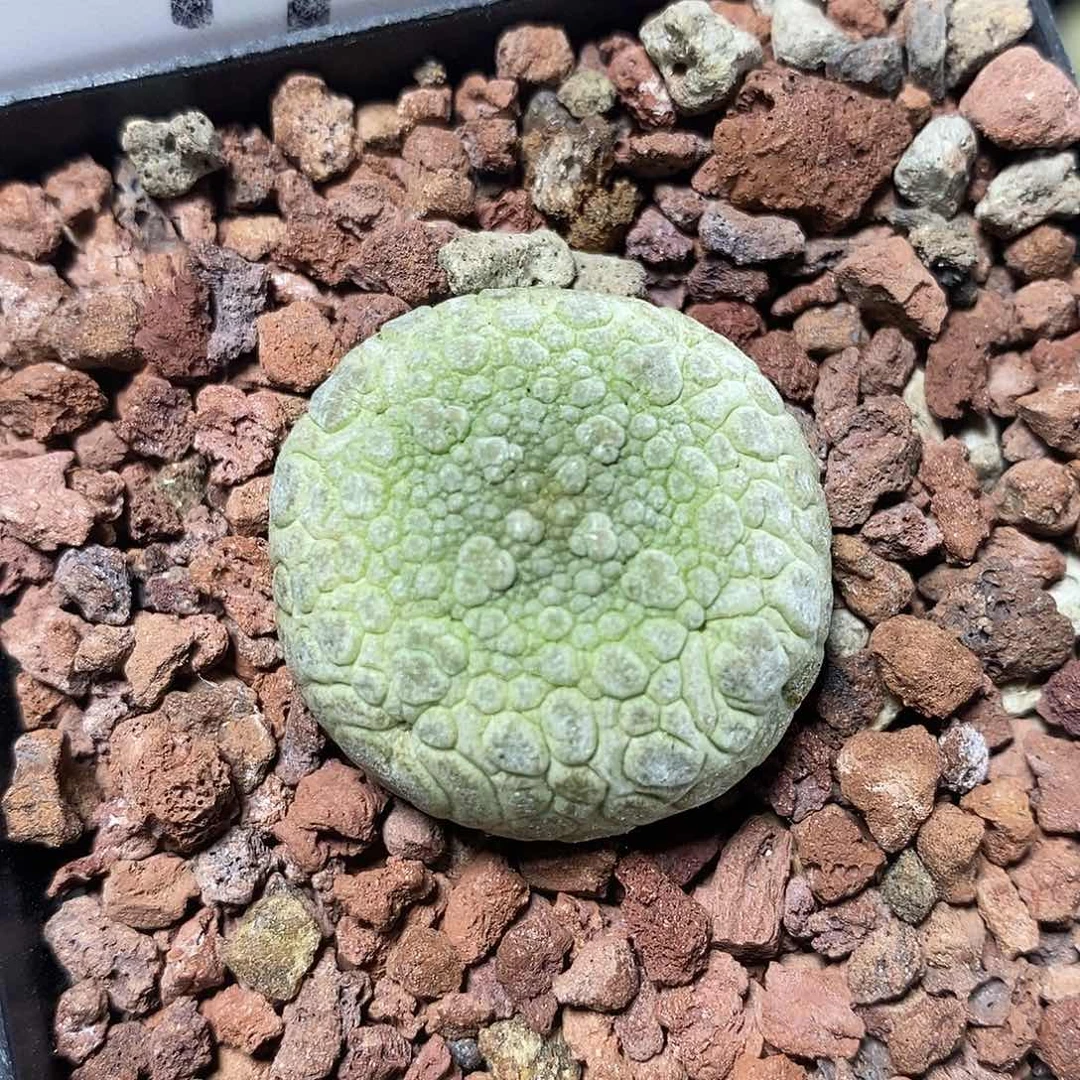 实生凝蹄玉176号3cm