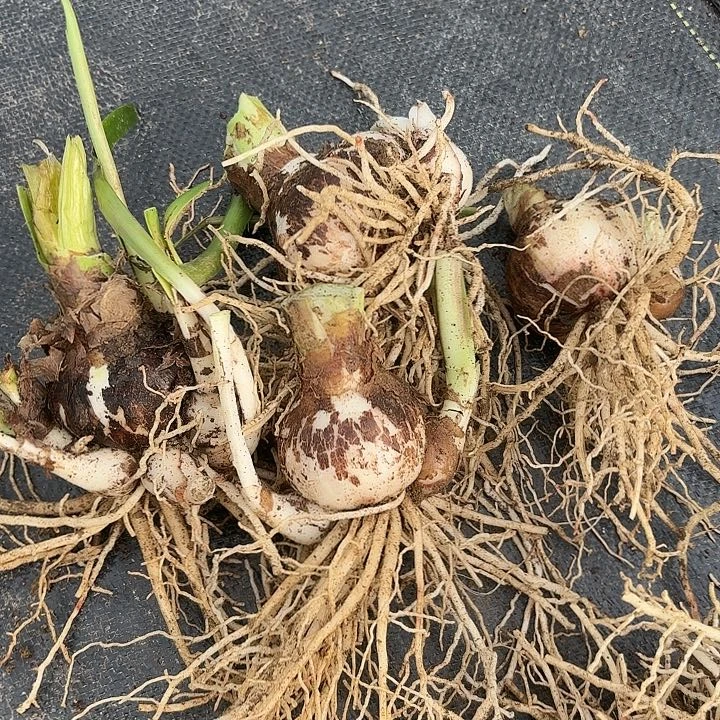 杂交大小四棵一组开花无售后