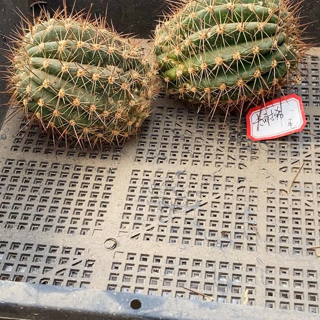 毛 卡耐希侧芽歪 刺扎伤6公分左右