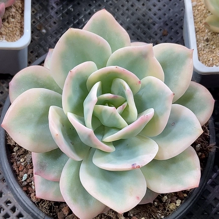 白凤覆轮锦多肉植物