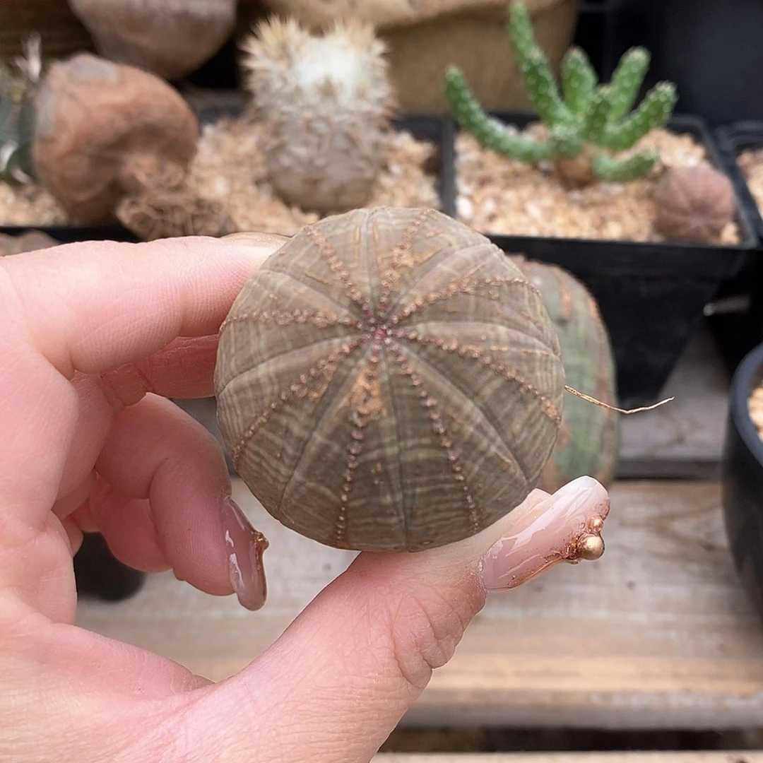 欧系实生布纹球多肉植物