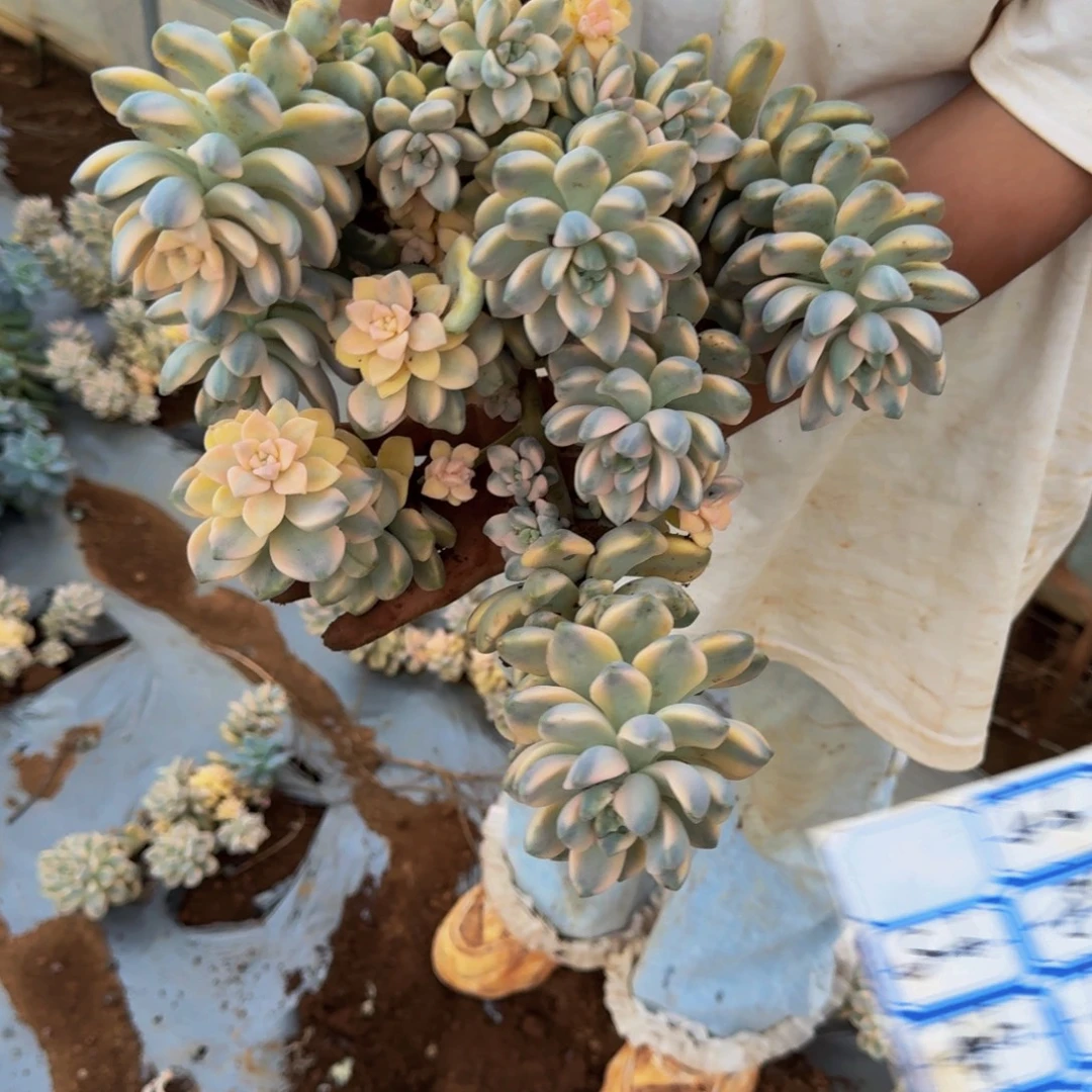 美杏锦 一颗 不包损 量拍