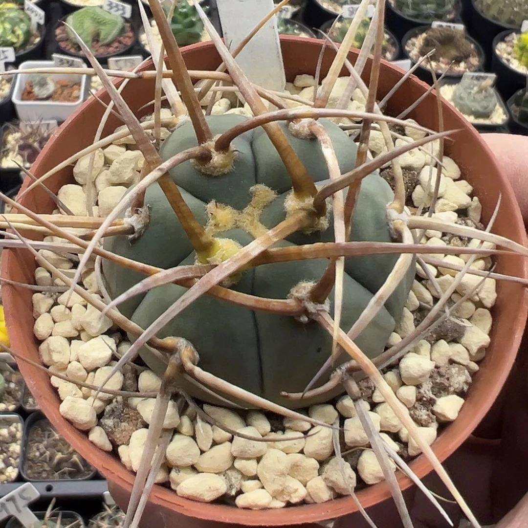 019日系粗刺光林玉实生