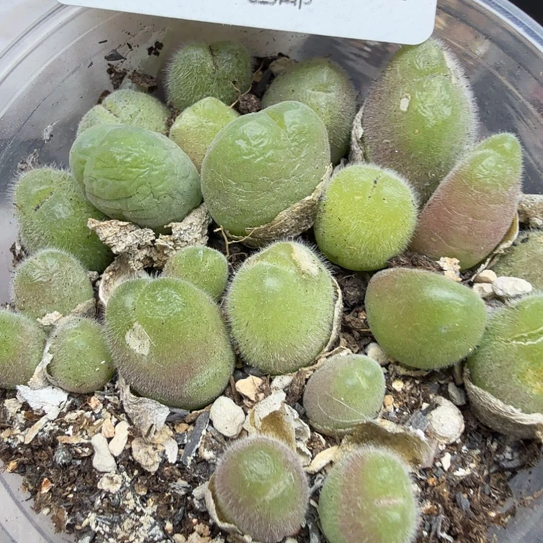 这个点睡起来都还困186好