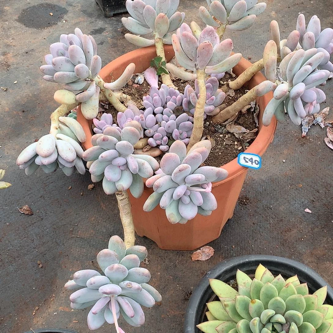 540桃美人一物一拍多肉