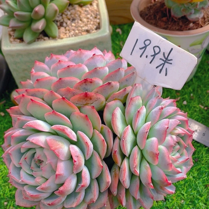 谢谢你的支持00000019.9