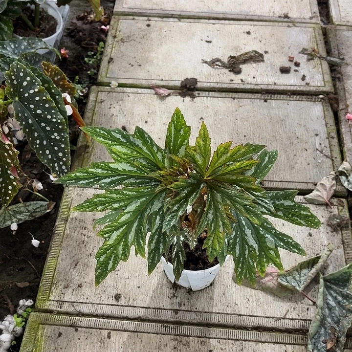 完全开放凤蝶秋海棠