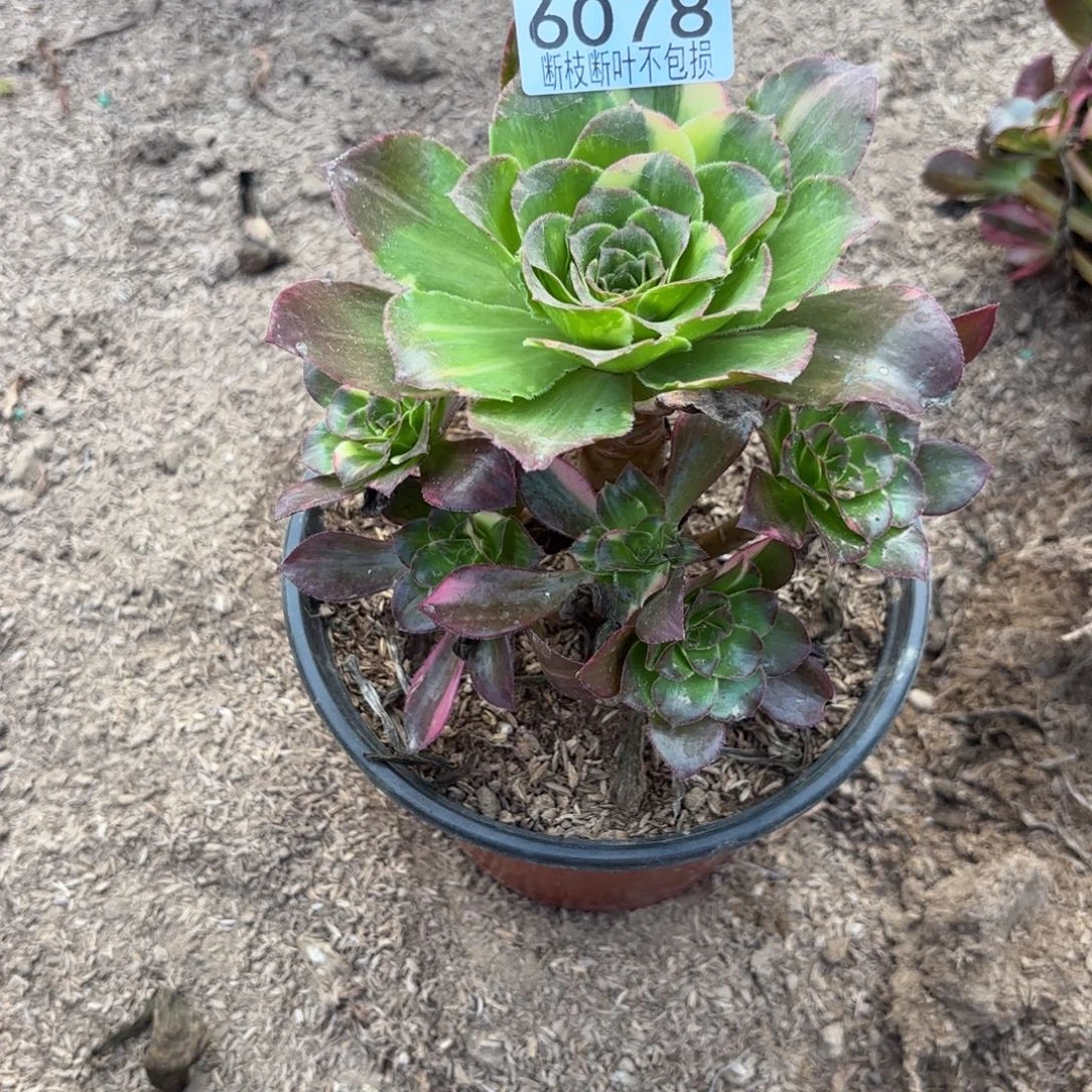W. 6078魅影七彩多肉12
