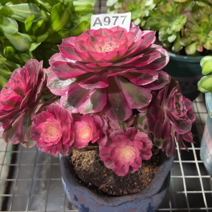 977倾城小精品13厘米左右