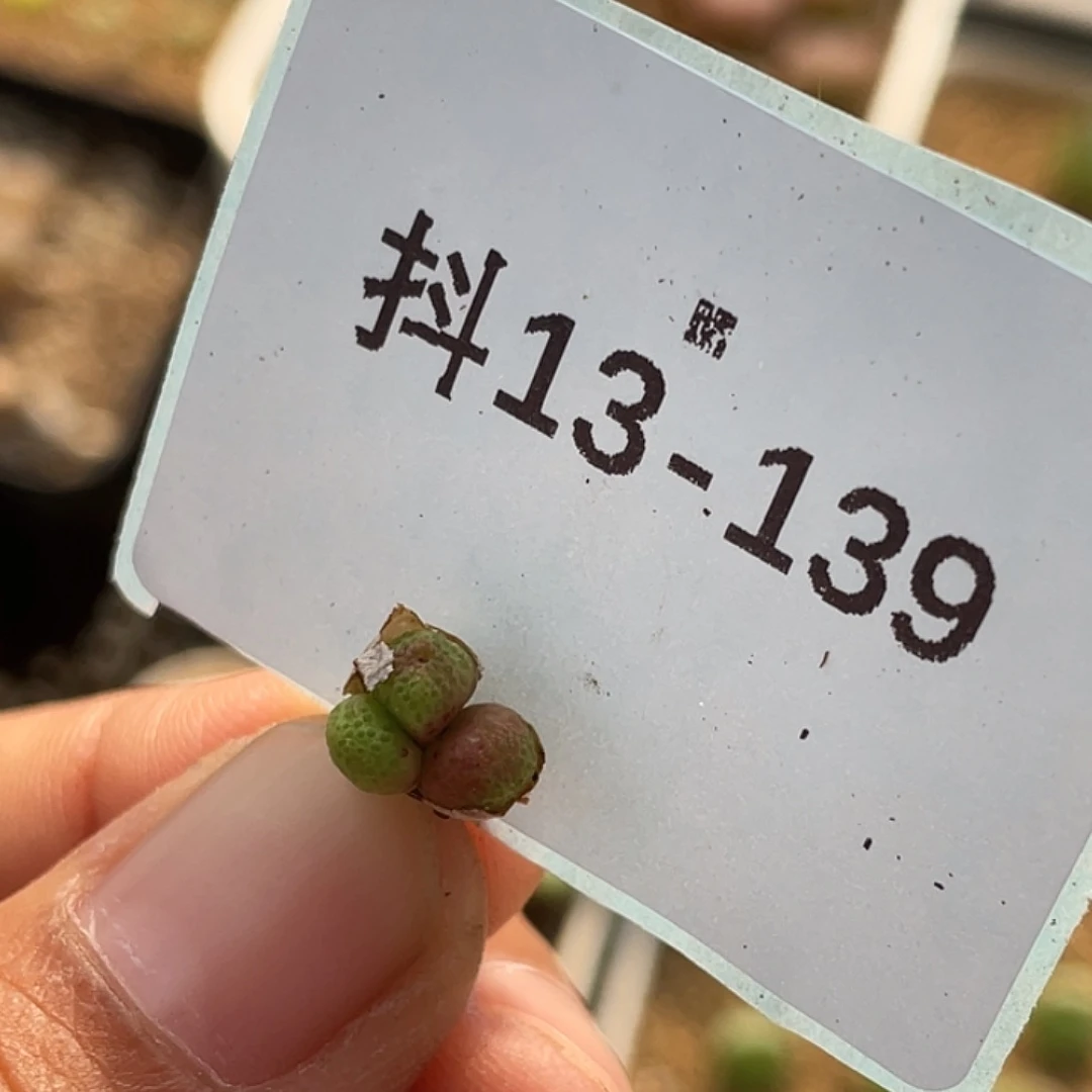 13-139斑马多肉植物