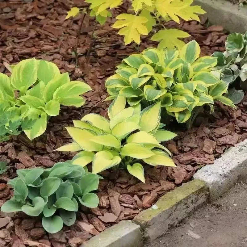 花叶玉簪花苗盆栽耐阴耐寒多年生宿根庭院阳台观叶植物阴生花园