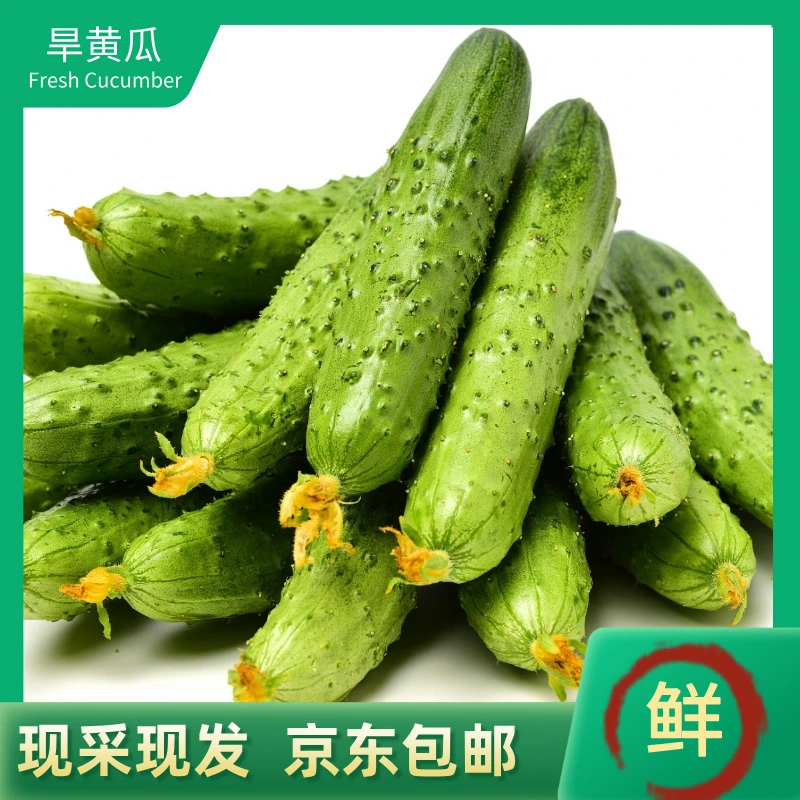 【产地直发】有机肥种植旱黄瓜3斤京东包邮新鲜黄瓜同城送黄瓜同城配