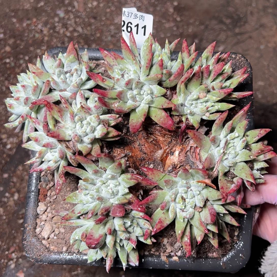 2611瑕疵哈哈哈哈哈哈哈哈