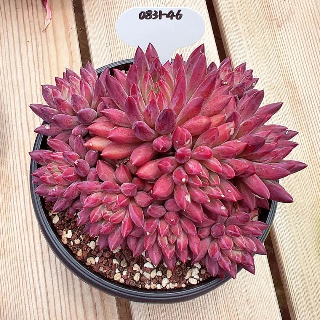 0831-46钻石虞美人。