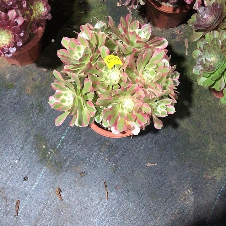 ****࿐绿体多肉9990000000000