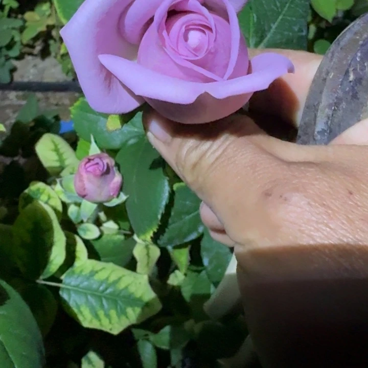无花朵粉色可爱水小苗