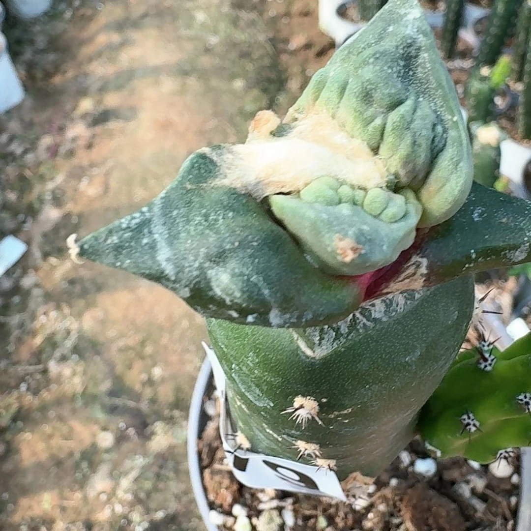 【闪购商品】无花朵g****d带土怒涛479