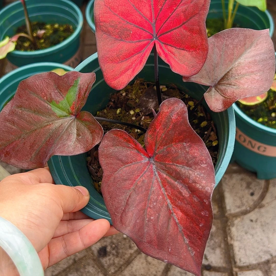 Y***g完全开放一物一拍1797