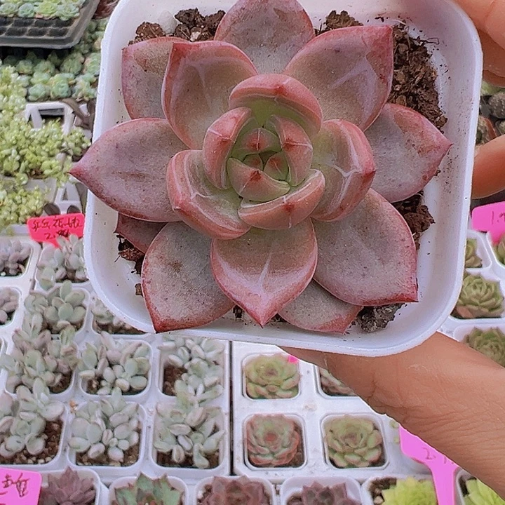 夜魔侠19包邮多肉植物