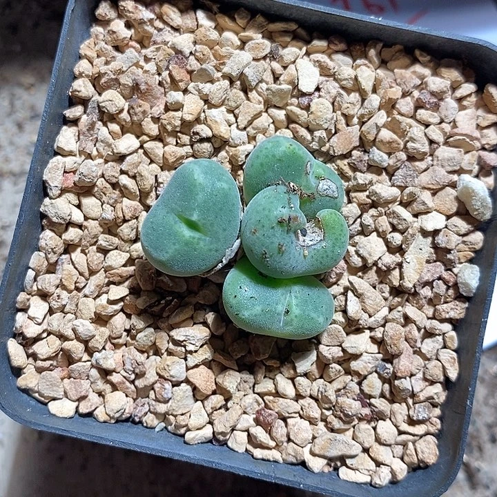 24361。   绿豆糕。   一盒。