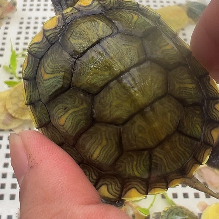 绿毛龟母梵高1111