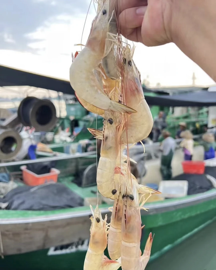 广东海域网捕  野生海虾 白刺虾  明虾