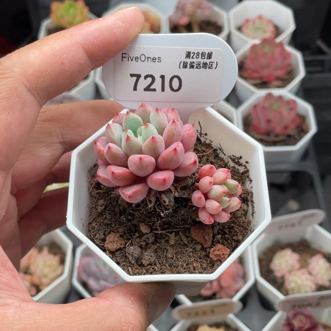 7210雪桃5.0厘米