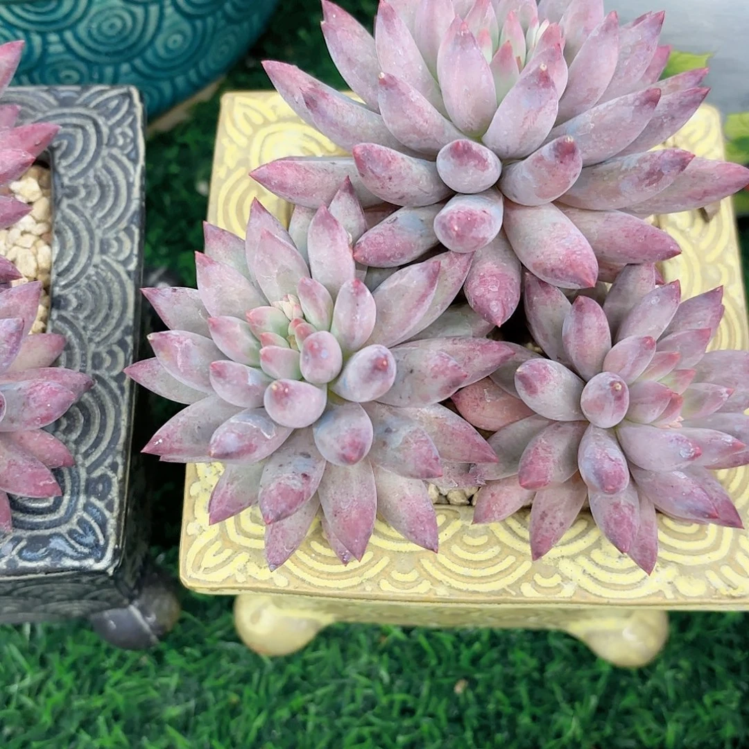 车厘子11月22日一棵