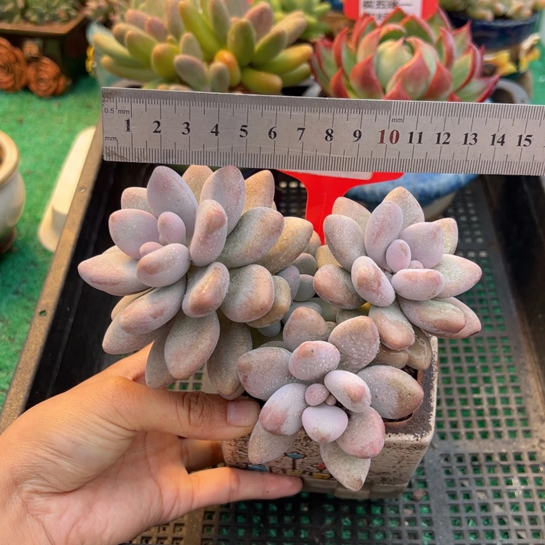 表妹精品多肉植物553.