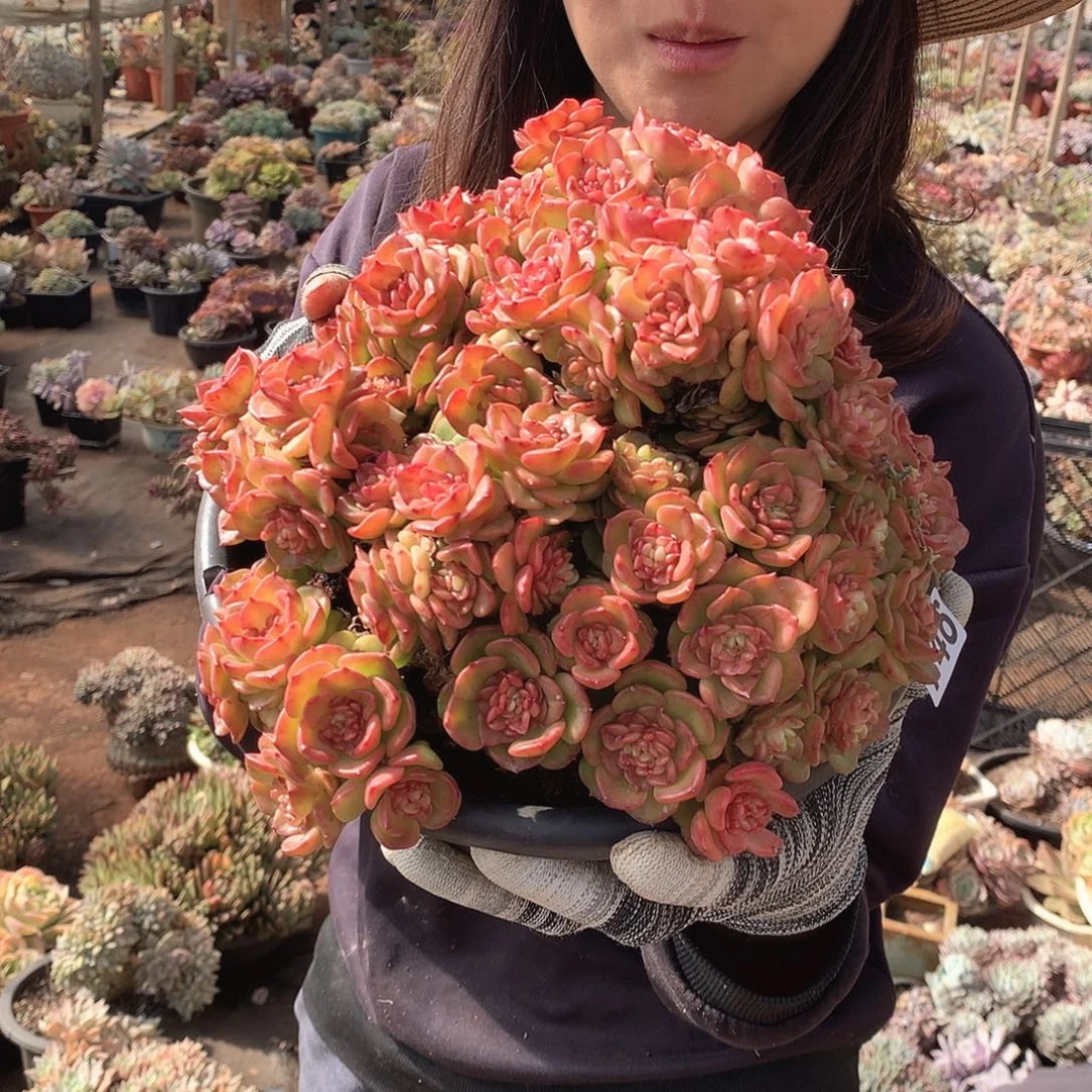 746辣牡丹 一物一拍多肉