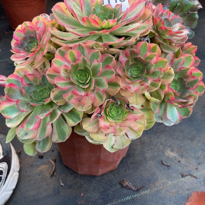 瑞妈多肉园艺118雨荷。